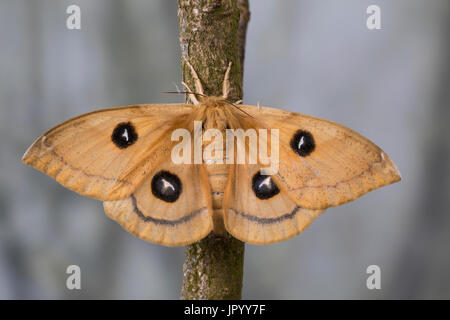Nagelfleck, Weibchen, Aglia Tau, Tau Kaiser, Weiblich, La Hachette, Pfauenspinner Saturniidae Stockfoto