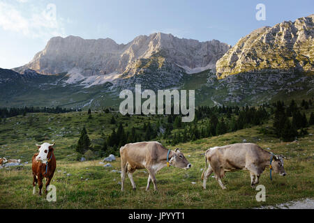 Kühe grasen im Sommer Abend im Hochland von Montasio (Altopiano del Montasio), Julische Alpen, Friaul Julisch Venetien, Italien. Stockfoto