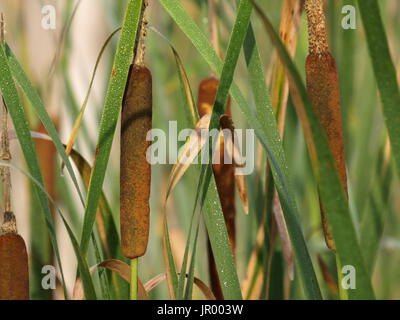 Cat tails in Tau mit Morgensonne abgedeckt Stockfoto