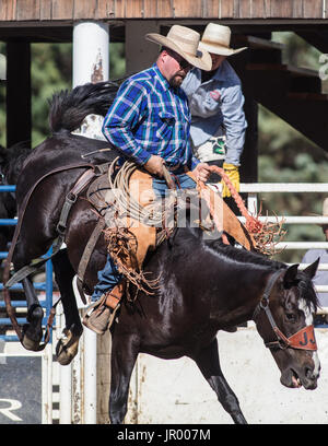 Rodeo-Aktion bei Scott Tal Vergnügen Park Rodeo in Etna, Kalifornien. Stockfoto