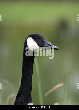 Nahaufnahme von Candian Gans Kopf und Profil Stockfoto