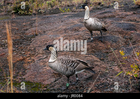 HI 00269-00 ... Hawai'I - Nene (Nesochen acandvicensis) Hawai'i state Bird in Hawai'i Volcanoes National Park fotografiert auf der Insel Hawai'i. Stockfoto