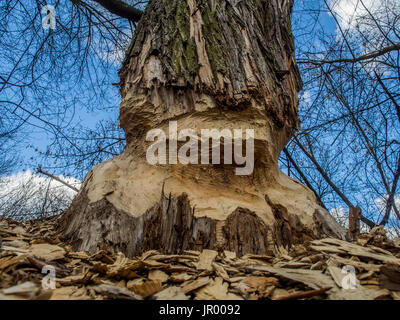 Der Stamm von einem mächtigen Baum, an den Ufern des Flusses Swider, Biber gebissen Stockfoto