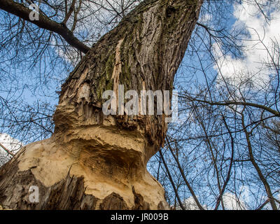 Der Stamm von einem mächtigen Baum, an den Ufern des Flusses Swider, Biber gebissen Stockfoto