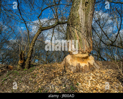 Der Stamm von einem mächtigen Baum, an den Ufern des Flusses Swider, Biber gebissen Stockfoto