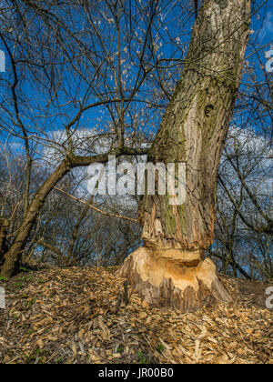 Der Stamm von einem mächtigen Baum, an den Ufern des Flusses Swider, Biber gebissen Stockfoto