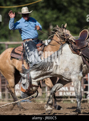 Rodeo-Aktion bei Scott Tal Vergnügen Park Rodeo in Etna, Kalifornien. Stockfoto