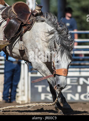 Rodeo-Aktion bei Scott Tal Vergnügen Park Rodeo in Etna, Kalifornien. Stockfoto