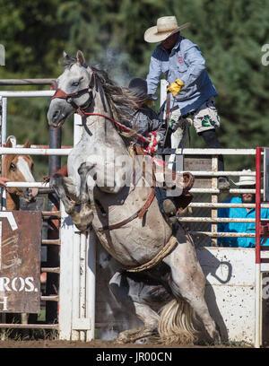 Rodeo-Aktion bei Scott Tal Vergnügen Park Rodeo in Etna, Kalifornien. Stockfoto