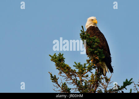 Eine Reife Weißkopf-Seeadler 'Haliaeetus Leucocephalus'; thront auf der Spitze einer Fichte in Jasper Nationalpark, Alberta, Kanada. Stockfoto