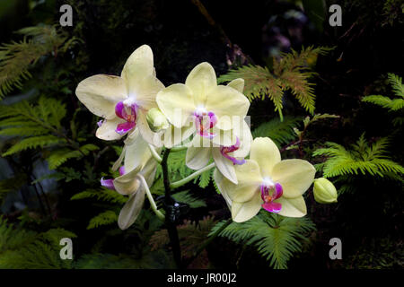 HI00333-00... Hawaii - Orchidee in Hawaii Tropical Botanical Garden in der Nähe von Hilo auf der Insel Hawai ' i. Stockfoto