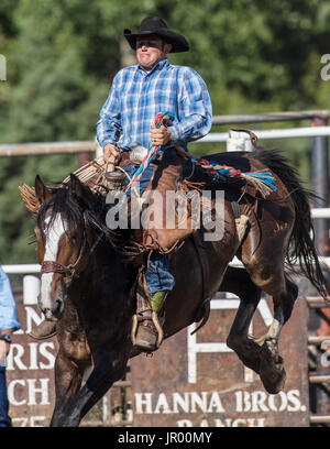 Rodeo-Aktion bei Scott Tal Vergnügen Park Rodeo in Etna, Kalifornien. Stockfoto