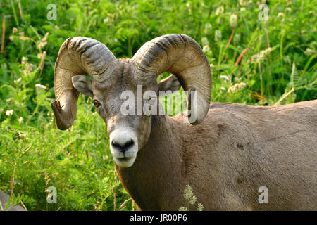 Ein Porträt-Blick auf eine wilde Dickhornschafe 'Ovis Canadensis' stehen in einem Feld von grünen Gräsern und tiefen Vegetation. Stockfoto