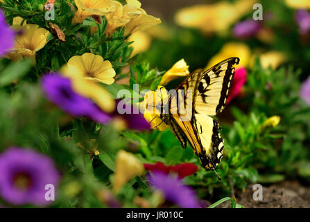 Ein Schwalbenschwanz-Schmetterling, der in den Devonian Gardens bei Devon Alberta Canada Nektar aus einer gelben Blume trinkt Stockfoto