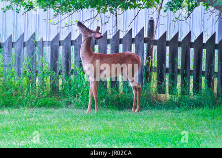 Junge whitetail Ernte an einem Baum in der Nähe von Flathead Lake Stockfoto