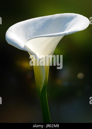 Einzelne weiße calla Lilie Blume sanft durch Sonnenlicht beleuchtet Stockfoto