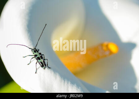 Closeup Makro des Eutetrapha lini Longhorn beetle aus Taiwan sitzen auf einer calla Lilie Blume Stockfoto