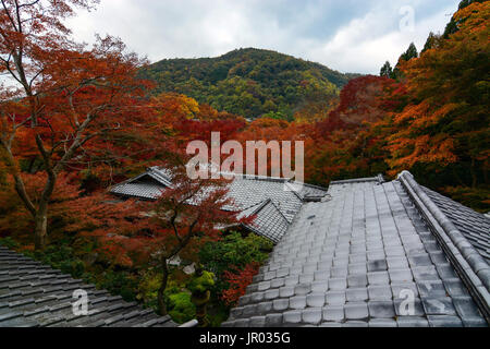 Wald von Ahorn Bäume im Herbst Farbe steigen über Tempel Dächer im Herbst in Kyoto, Japan Stockfoto