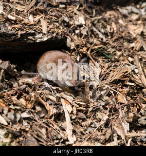 Kleine Bank Wühlmaus Nager Myodes Glareoleus in verfallenden Baum stumpf in Waldlandschaft Stockfoto