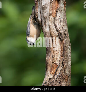 Schöner Vogel der Kleiber Sitta Sittidae auf Baumstumpf im Wald Landschaft Einstellung Stockfoto