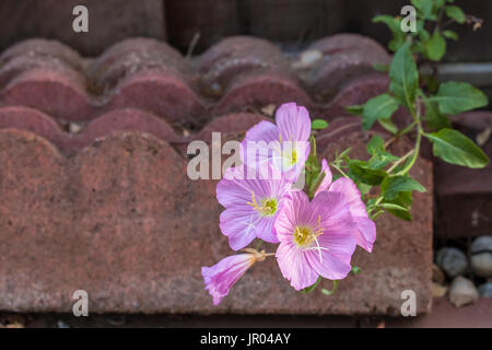 Rosa Abend Nachtkerzen (Oenothera Speciosa) Stockfoto