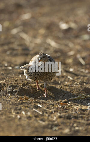 Radix Francolin Pternistis Natalensis Krüger Nationalpark in Südafrika Stockfoto