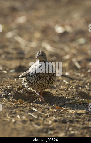 Radix Francolin Pternistis Natalensis Krüger Nationalpark in Südafrika Stockfoto