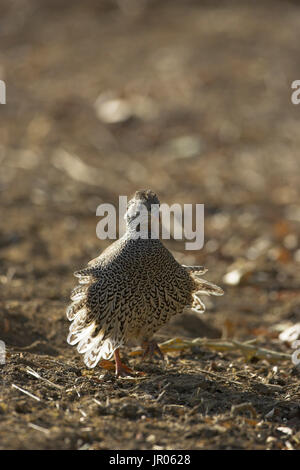 Radix Francolin Pternistis Natalensis Krüger Nationalpark in Südafrika Stockfoto