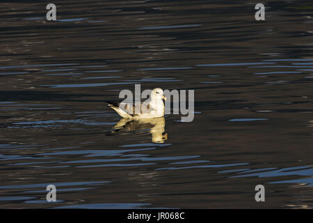 Nördlichen Fulmar Fulmarus Cyclopoida Island Juli 2009 Stockfoto