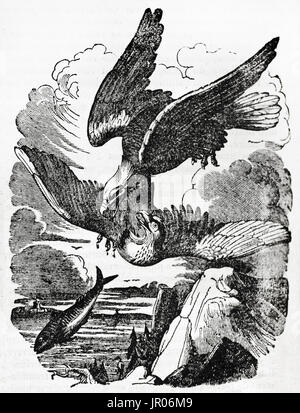 Alte Darstellung der Weißkopf-Seeadler und Fischadler streitenden Beute. Von unbekannter Autor veröffentlicht am Magasin Pittoresque, 1833. Stockfoto