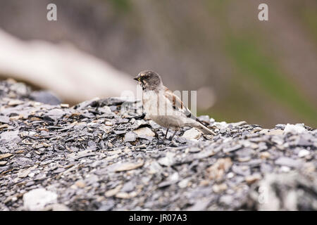 Weiß-winged Schnee Finch Montifringilla Nivalis Col du Tourmalet-Pyrenäen-Frankreich Stockfoto