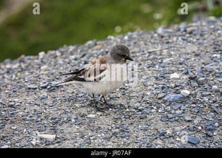 Weiß-winged Schnee Finch Montifringilla Nivalis Col du Tourmalet-Pyrenäen-Frankreich Stockfoto