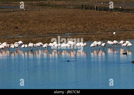 Größere Flamingo Phoenicopterus Ruber Ruhe am Rande des Etang des Anglas in der Nähe von Gallician Camargue Region Frankreich Februar 2016 Stockfoto