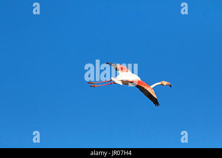 Mehr flamingo Phoenicopterus ruber im Flug Parc Ornithologique de Pont de Gau Regionale Naturpark der Camargue Frankreich Februar 2016 Stockfoto