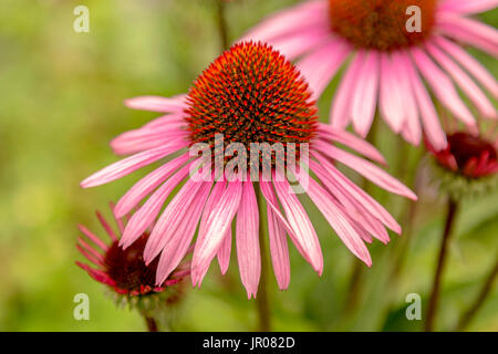 Nahaufnahme von Echinacea Purpurea 'Rubinstern', Zentrum des Kopfes zeigt viele Einzelblüten. Stockfoto