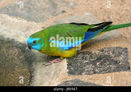 Australische Schönsittich (Neophema Pulchella), alias schöne Kastanien-geschultert Grass-Sittich. Stockfoto