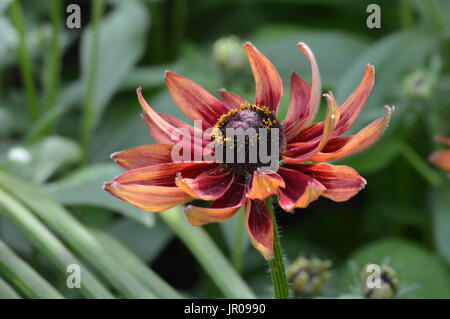 Zinnia Blume Stockfoto