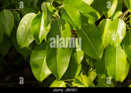 Manchinelbaum Baum (Hippomane Mancinella) gehört zu den gefährlichen und giftigen Bäumen der Welt. Martinique / West Indies Stockfoto