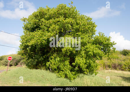 Manchinelbaum Baum (Hippomane Mancinella) gehört zu den gefährlichen und giftigen Bäumen der Welt. Martinique / West Indies Stockfoto