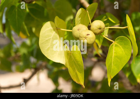 Thespesia Populnia (Catalpa) ist leicht zu verwechseln mit toxischen Manchinelbaum Baum (Hippomane Mancinella) Stockfoto