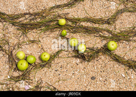 Manchinelbaum Äpfel auf Sand. Manchinelbaum Baum (Hippomane Mancinella) gehört zu den gefährlichen und giftigen Bäumen der Welt. Martinique / West Indies Stockfoto