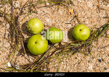 Manchinelbaum Äpfel auf Sand. Manchinelbaum Baum (Hippomane Mancinella) gehört zu den gefährlichen und giftigen Bäumen der Welt. Martinique / West Indies Stockfoto