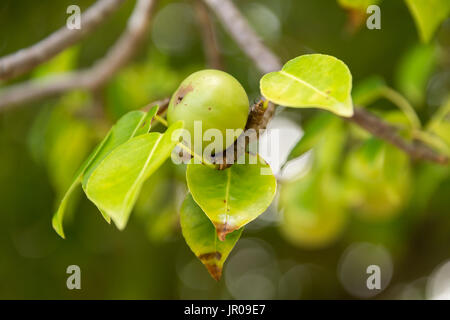 Manchinelbaum Baum (Hippomane Mancinella) gehört zu den gefährlichen und giftigen Bäumen der Welt. Martinique / West Indies Stockfoto