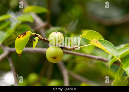 Manchinelbaum Baum (Hippomane Mancinella) gehört zu den gefährlichen und giftigen Bäumen der Welt. Martinique / West Indies Stockfoto