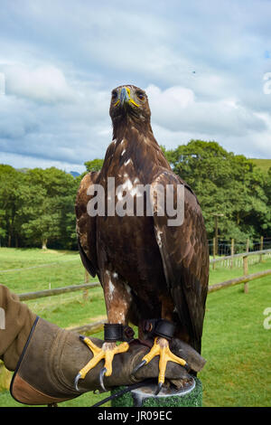 Steinadler auf Falkner Handschuh. UK Stockfoto