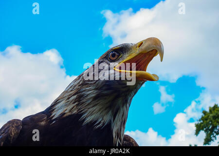 Weißkopfseeadler Haliaeetus leucocephalus. Gegen einen blauen Sommerhimmel gefangen. Großbritannien Stockfoto