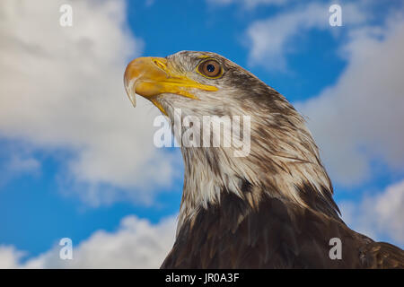 Weißkopfseeadler Haliaeetus leucocephalus. Gegen einen blauen Sommerhimmel gefangen. Großbritannien Stockfoto