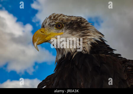 Weißkopfseeadler Haliaeetus leucocephalus. gefangen. Großbritannien Stockfoto