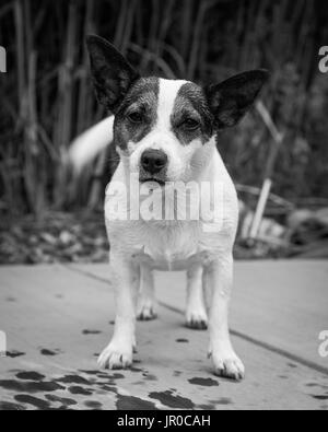 Jack Russell Terrier Hund stehend mit Tail wagging und Blick in die Kamera. Stockfoto