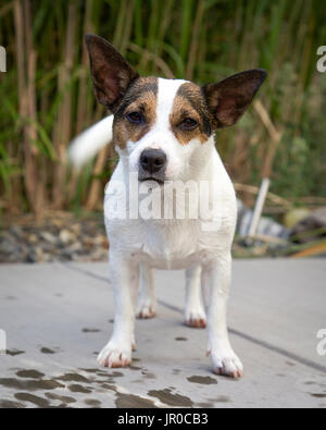 Jack Russell Terrier Hund stehend mit Tail wagging und Blick in die Kamera. Stockfoto